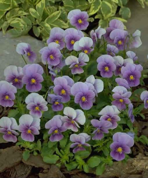 Photo of the entire plant of Pansy (Viola x wittrockiana 'Imperial