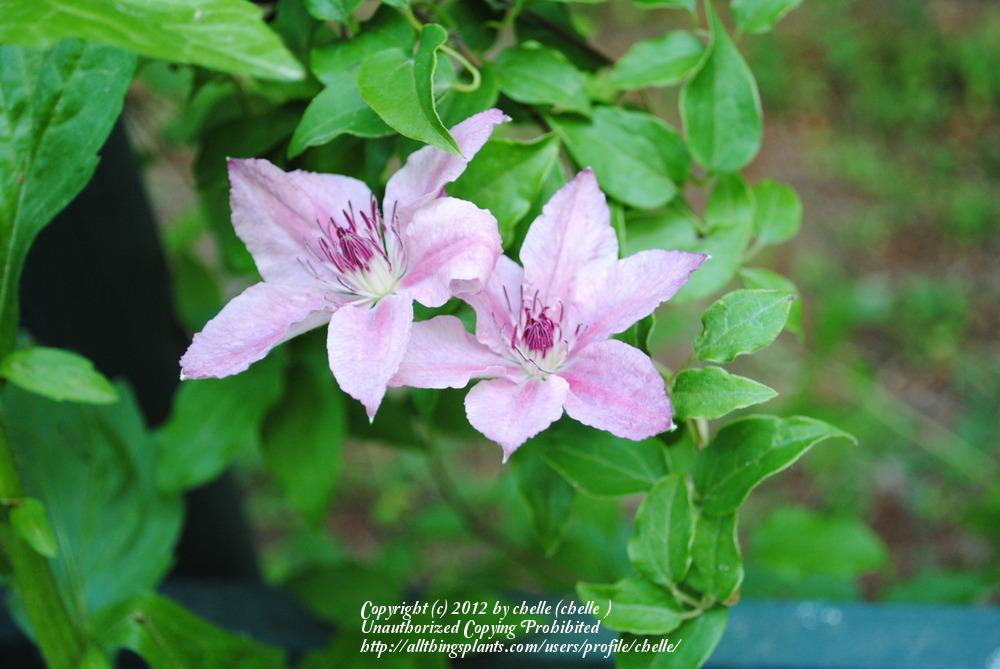 Photo of the bloom of Clematis Pink Chiffon™ posted by chelle