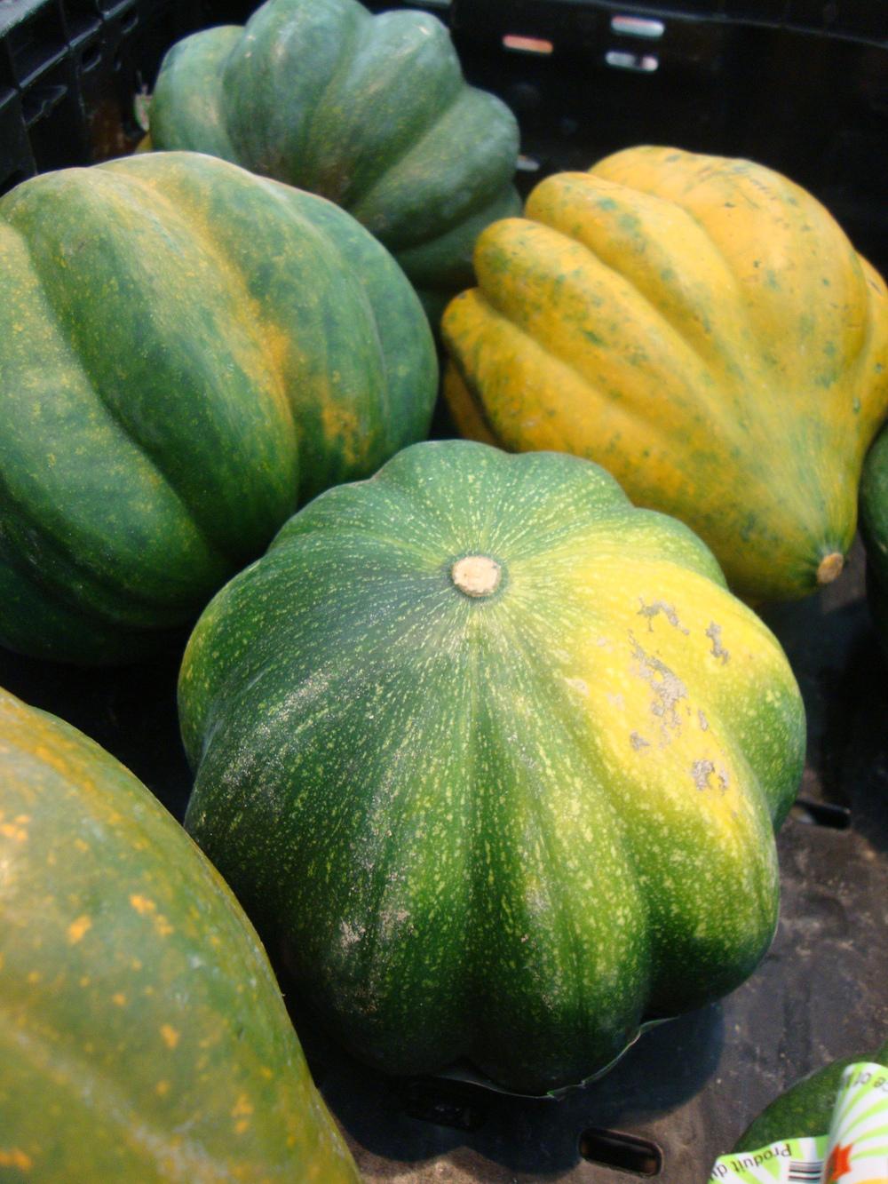 Acorn Squash (Cucurbita pepo 'Early Acorn') in the Gourds, Squashes and