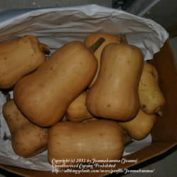 2013-01-03/Joannabanana/65f534