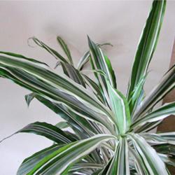 Brown Leaf Tips on Houseplants - Garden.org