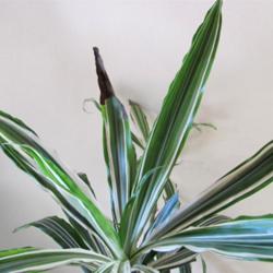 2013-01-03/LarryR/916bc2