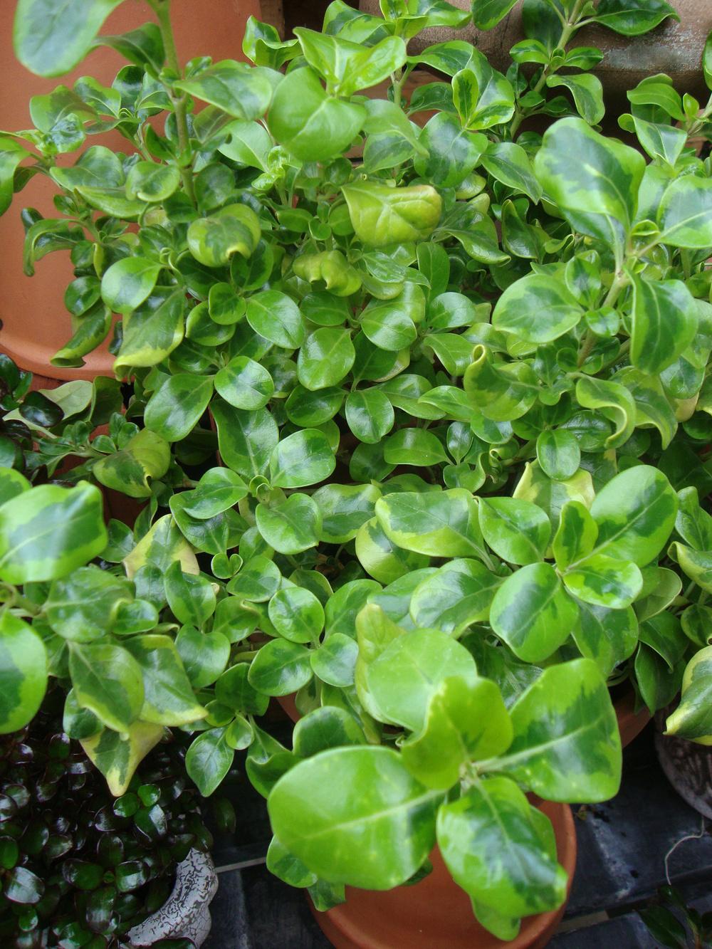 Photo of the entire plant of Mirror Plant (Coprosma repens 'Taupata