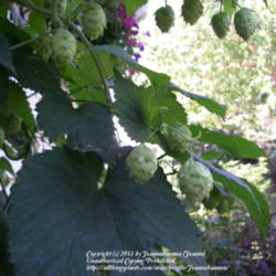 2013-01-12/Joannabanana/7e1e68