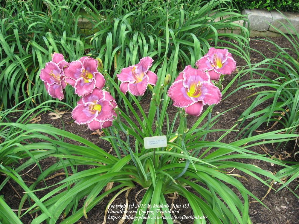 Daylily (Hemerocallis 'Beauty of the King') in the Daylilies Database