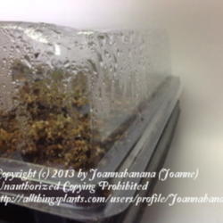 2013-01-13/Joannabanana/298989