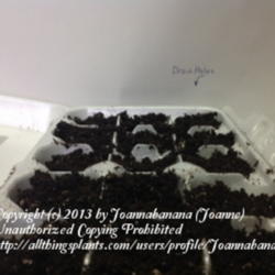 2013-01-13/Joannabanana/7a01d5