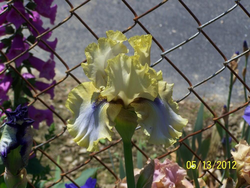 Photo of the bloom of Tall Bearded Iris (Iris 'Ride the Tiger') posted