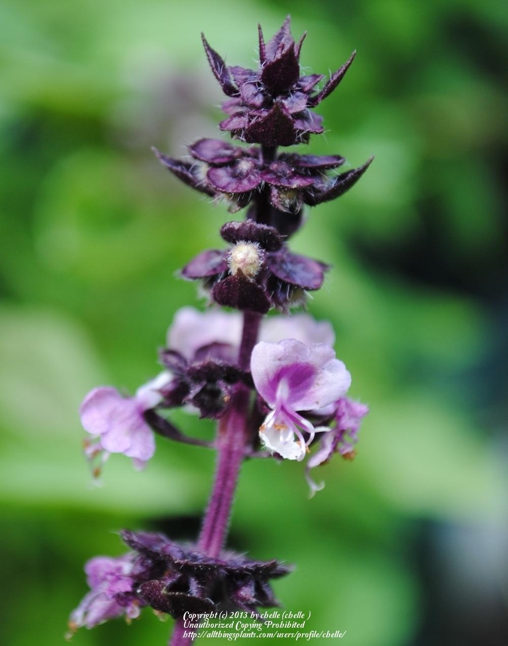 Basils Plant Care and Collection of Varieties