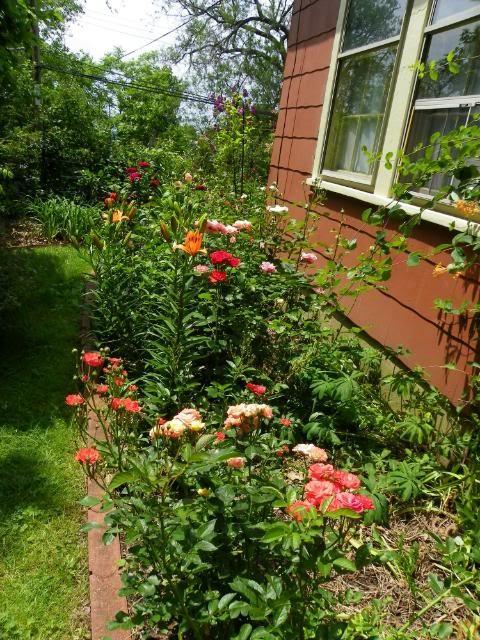 Roses in a Cottage Garden - Garden.org
