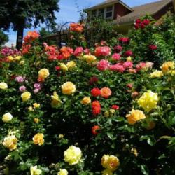 Roses in a Cottage Garden - Garden.org