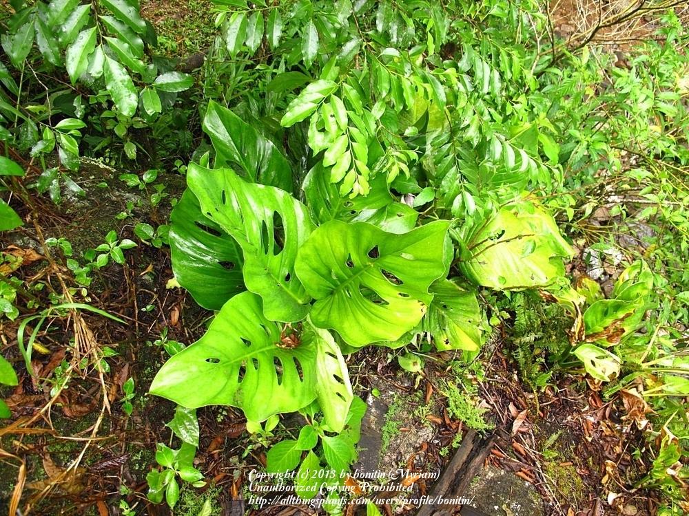 Photo of the entire plant of Swiss Cheese Philodendron (Monstera