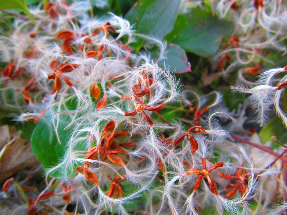 Photo of the seeds of Sweet Autumn Clematis (Clematis terniflora