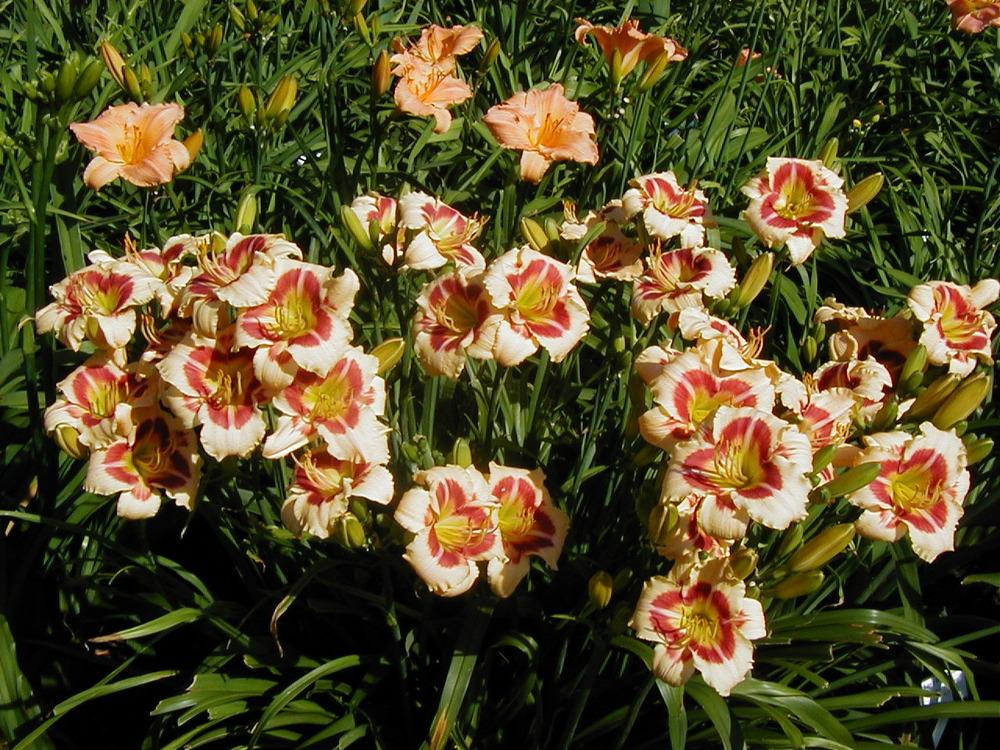 Photo of the entire plant of Daylily (Hemerocallis 'Broken Heart