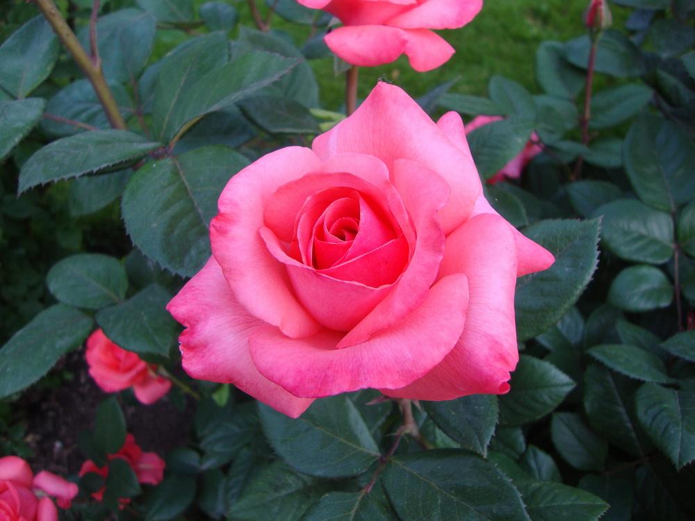 Growing Roses in My Utah Garden