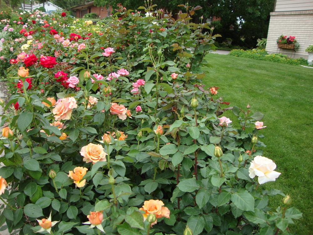 Growing Roses in My Utah Garden