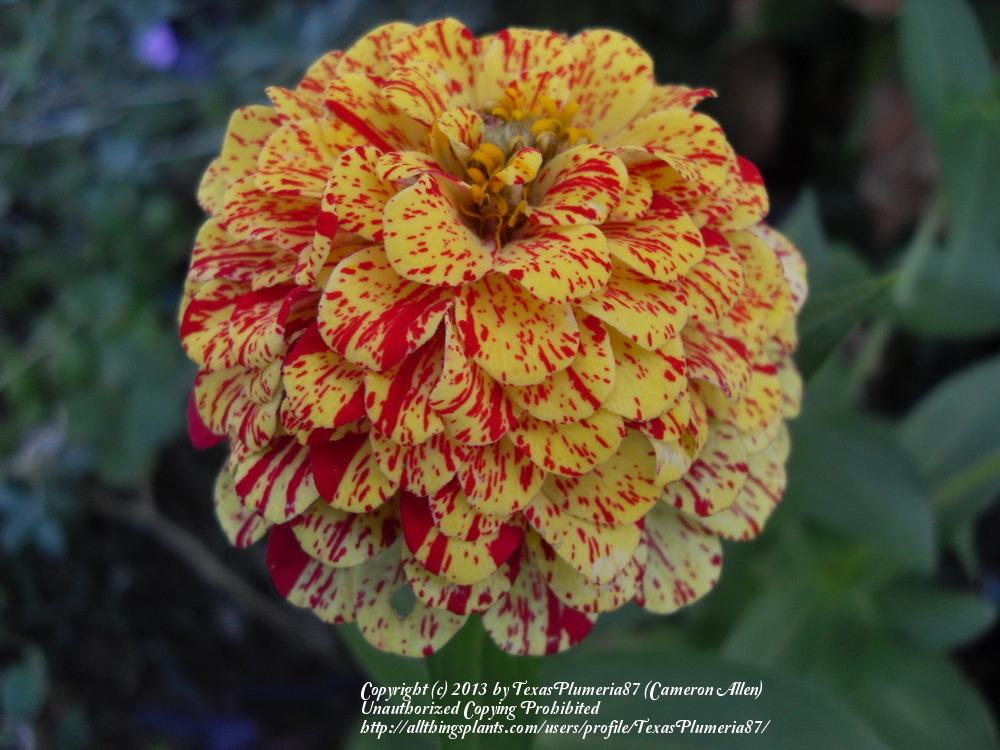 Photo of the bloom of Zinnia (Zinnia elegans 'Candy Cane Mix') posted