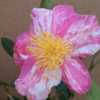 Photo courtesy of Camellia Forest Nursery