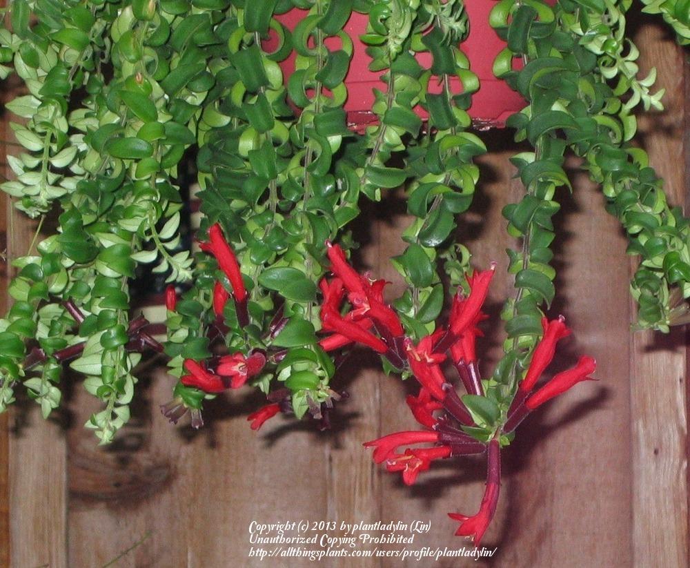 Photo of the bloom of Lipstick Plant (Aeschynanthus 'Rasta') posted by