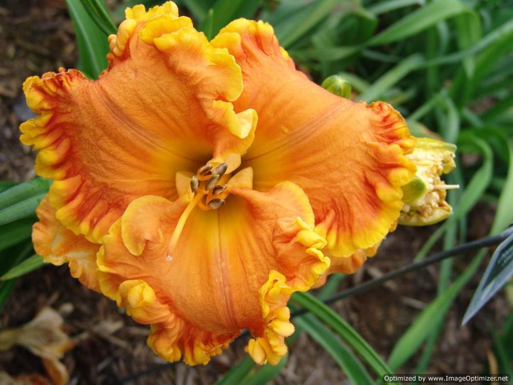 Photo of Daylily (Hemerocallis 'Orange Ruffles') uploaded by Calif_Sue