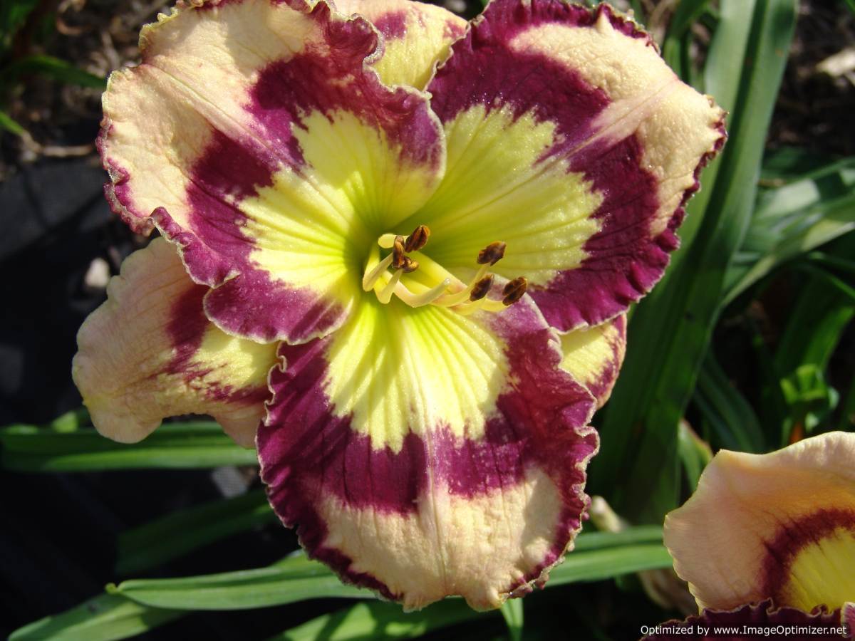 Photo of the bloom of Daylily (Hemerocallis 'Violet Stained Glass