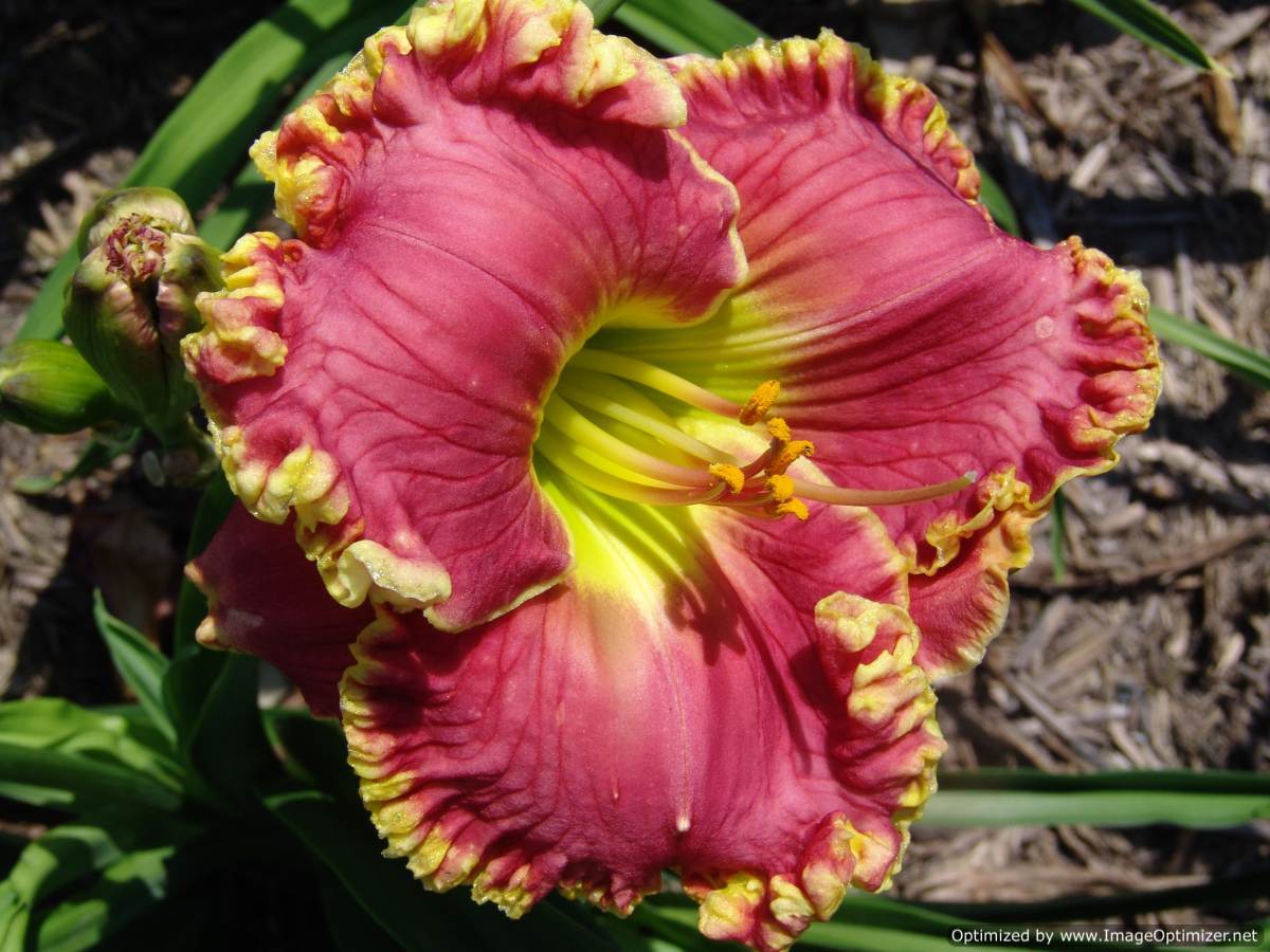 Photo of the bloom of Daylily (Hemerocallis 'Stop and Stare') posted by Calif_Sue