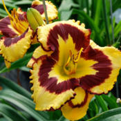 Date: 2012-11-07Photo Courtesy of Water Mill Gardens Used with Permission