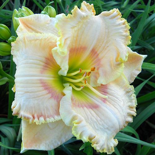 Daylily (Hemerocallis 'Spiritual Messenger') in the Daylilies Database