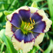 Date: 2012-10-12Photo courtesy of Heavenly Gardens