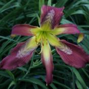 Photo courtesy of Heavenly Gardens