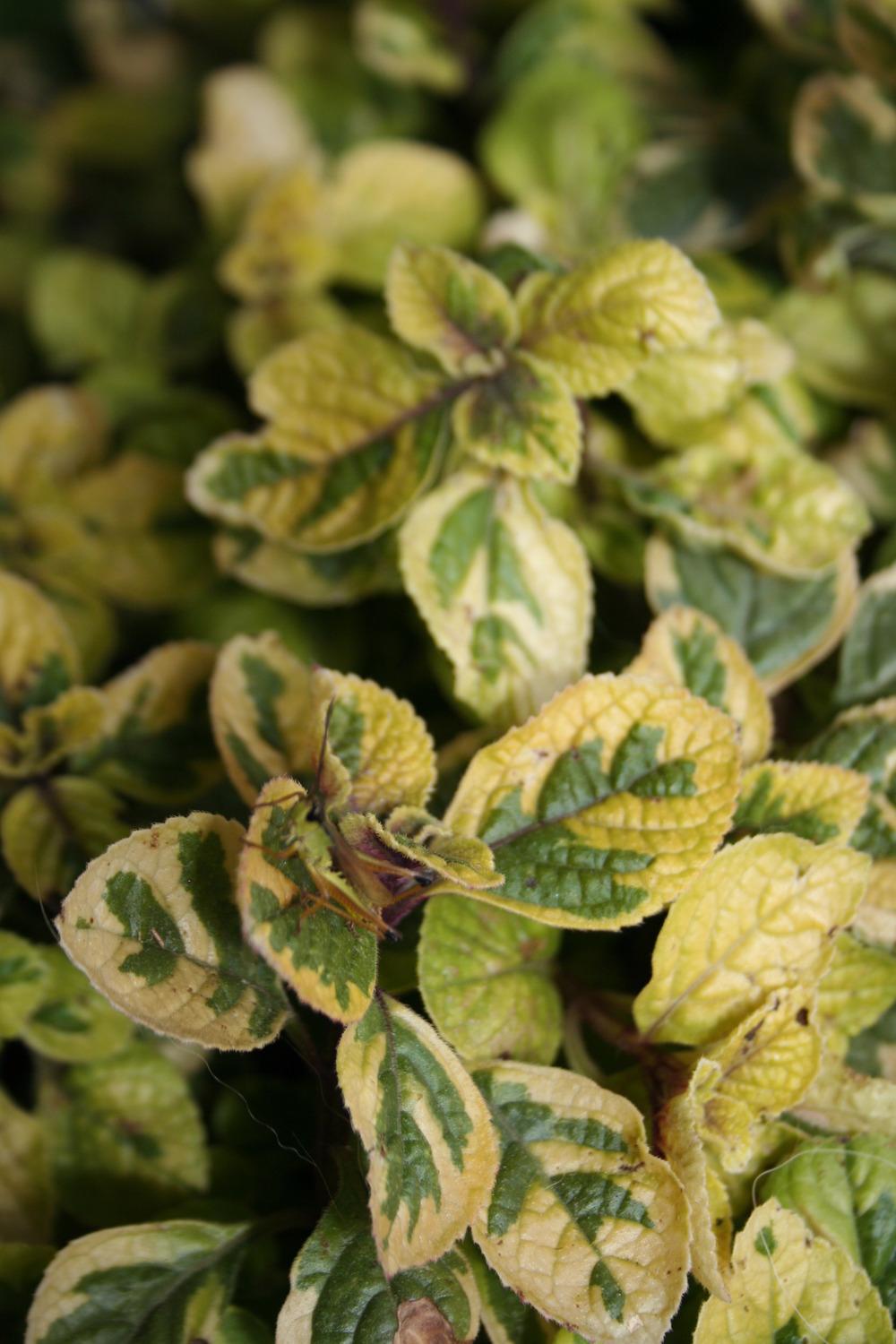 Photo of the entire plant of Plectranthus (Plectranthus ciliatus 'Troy