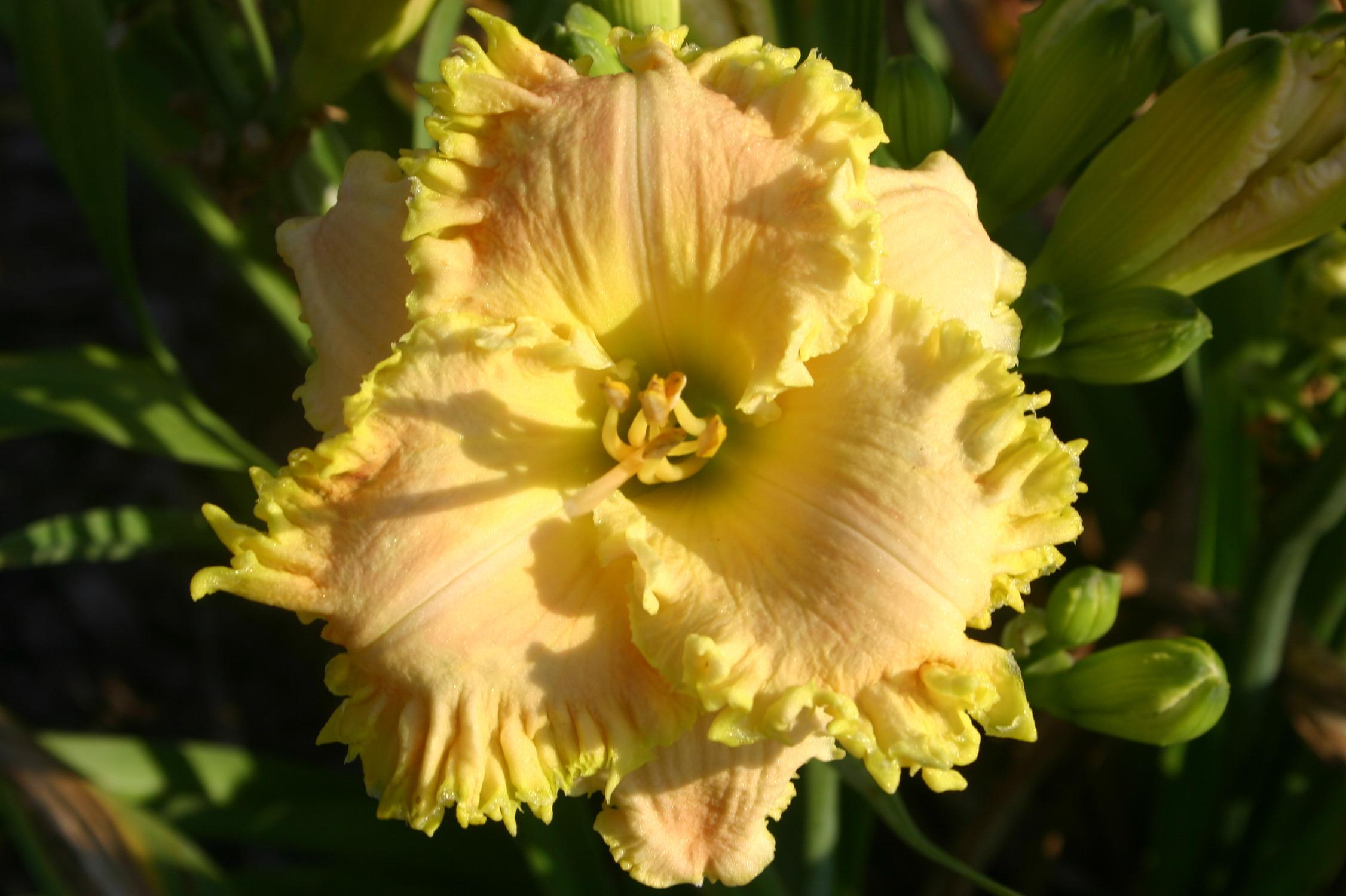 Daylily (Hemerocallis 'Ding Dong! The Witch Is Dead') in the Daylilies