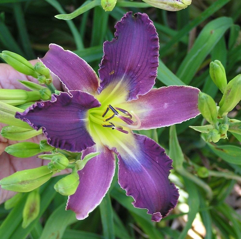 Photo of the bloom of Daylily (Hemerocallis 'Kinda Blue') posted by
