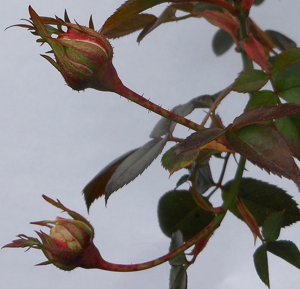 Stress-Free Rose Pruning - Garden.org