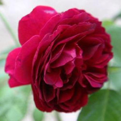 Rose (Rosa 'Duke of Edinburgh') in the Roses Database - Garden.org