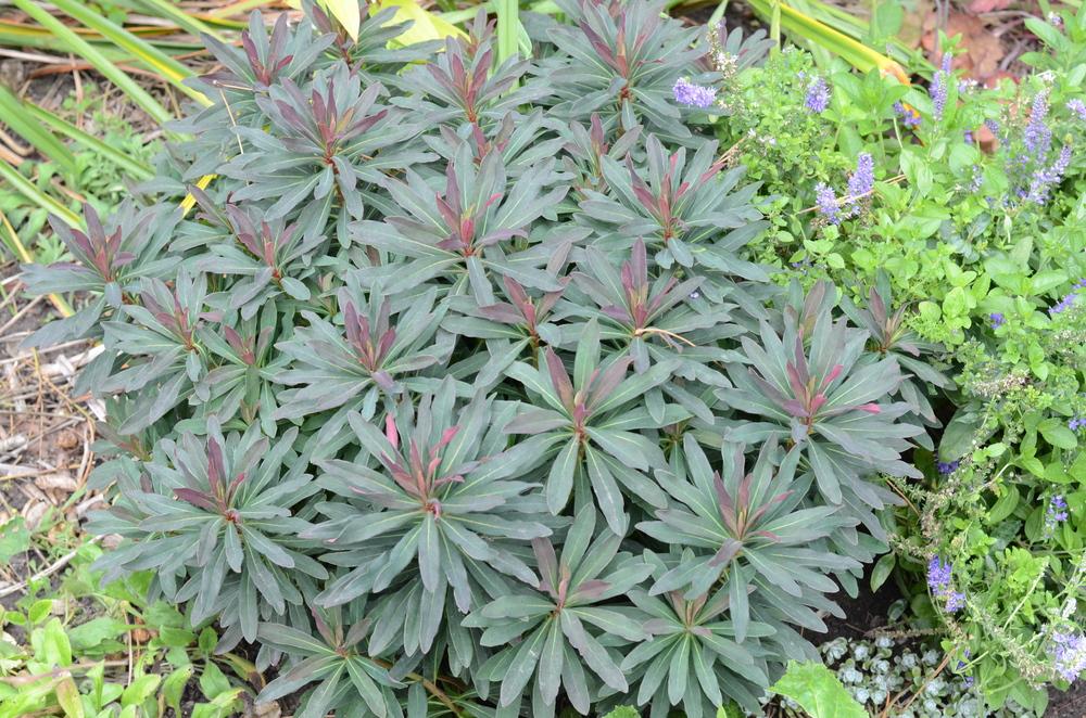 Wood Spurge (Euphorbia amygdaloides 'Purpurea') in the Euphorbias