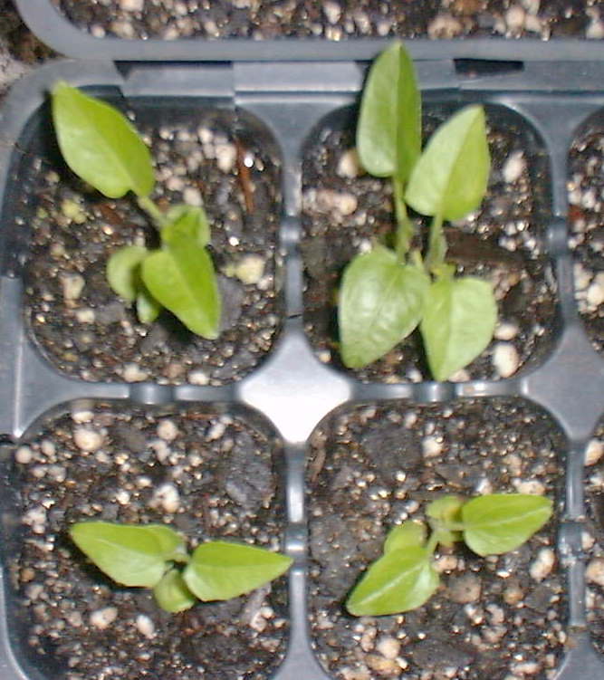 Black Eyed Susan Vine Seedlings