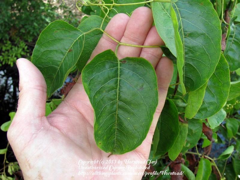 American Buckwheat Vine (Brunnichia ovata)