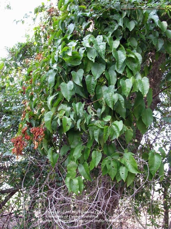 Photo of the entire plant of American Buckwheat Vine (Brunnichia ovata