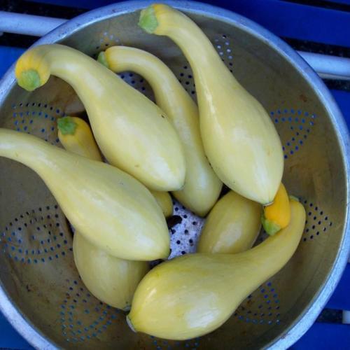 Summer SquashCrookneck (Cucurbita pepo 'Sundance') in the Gourds