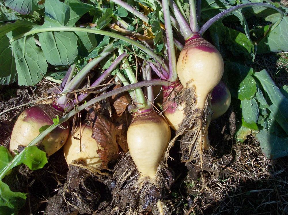 Rutabaga (Brassica napus 'Helenor') in the Brassicas Database