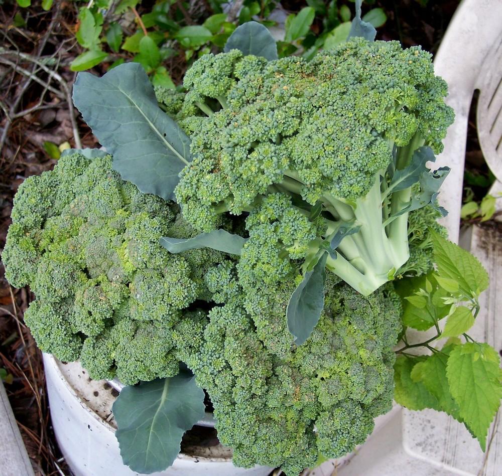 Broccoli (Brassica oleracea 'Blue Wind') in the Brassicas Database