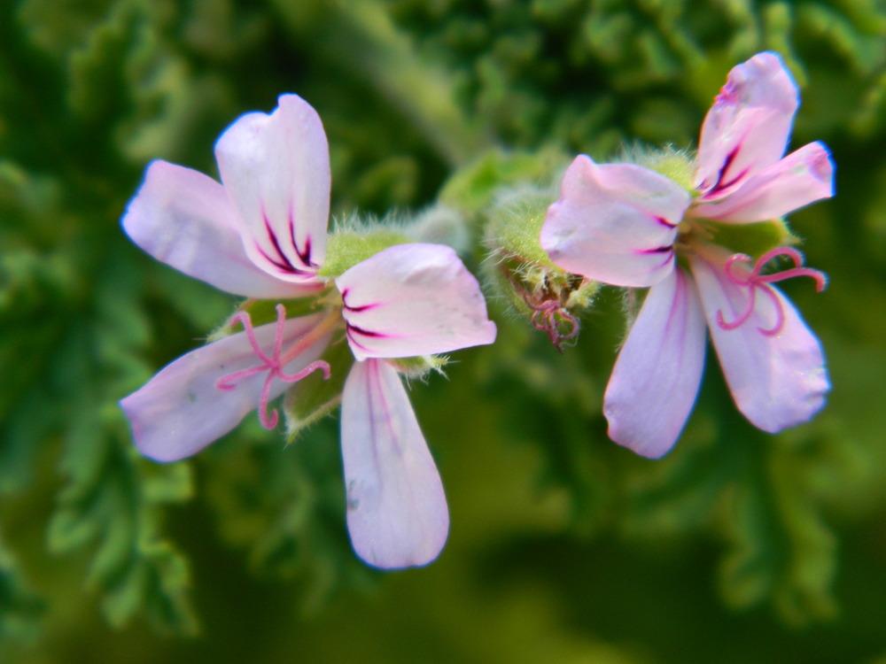 Photo of the stamens, filaments and pistils of Scented Geranium