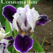 Photo courtesy of Blue J Iris Used with permission.