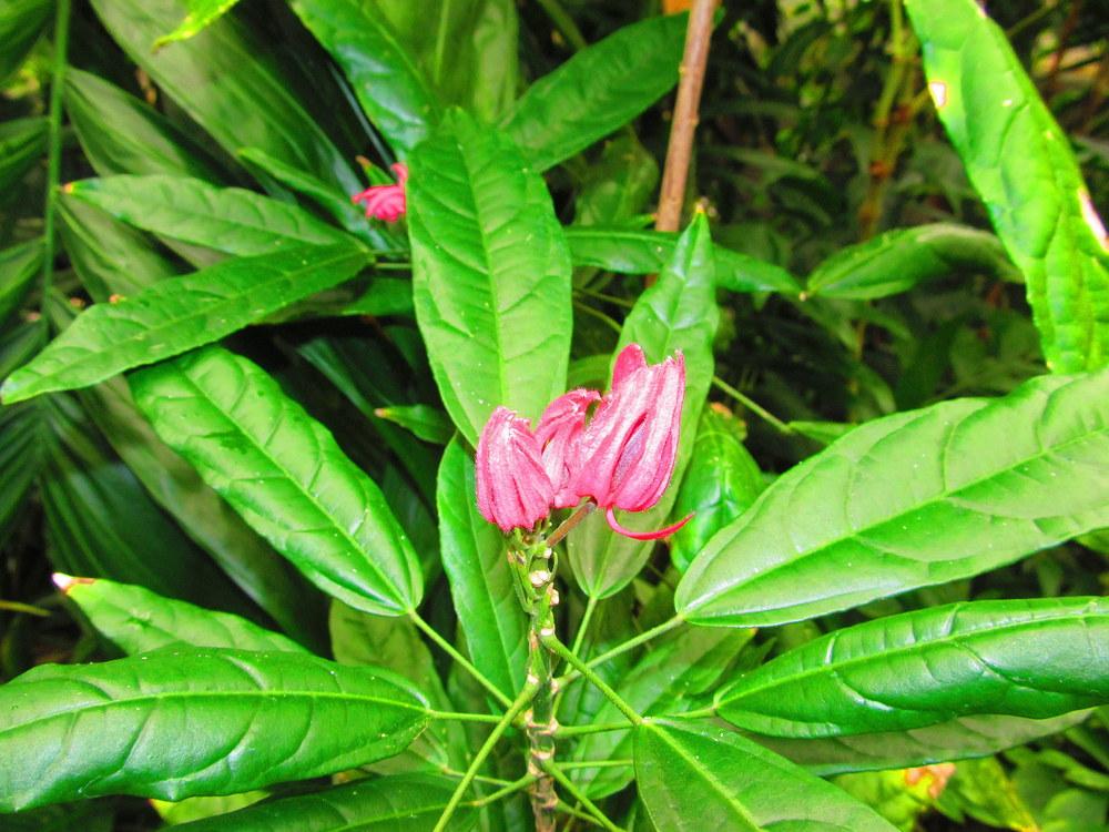 Chamaedorea (Chamaedorea sartorii)