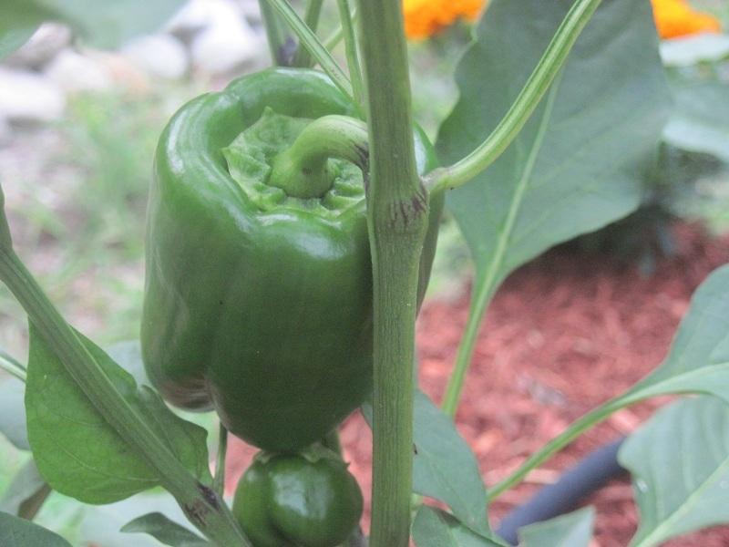 Photo of the fruit of Bell Pepper (Capsicum annuum 'Lady Bell') posted