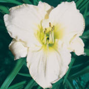 Courtesy American Daylily and Perennials