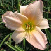 Courtesy American Daylily and Perennials