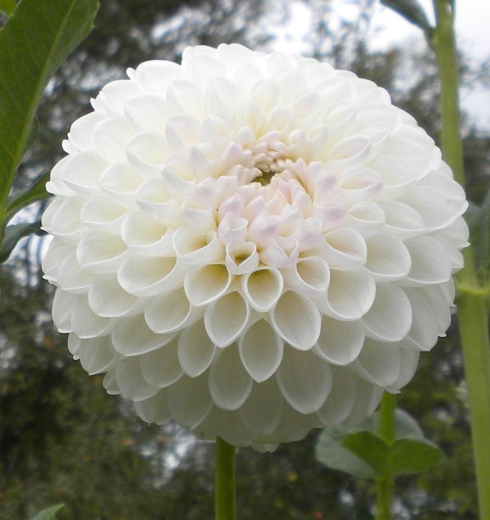 Dahlia 'Dorothy R' in the Dahlias Database