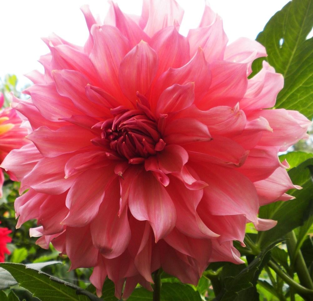 Photo of the bloom of Dahlia 'Islander' posted by vic